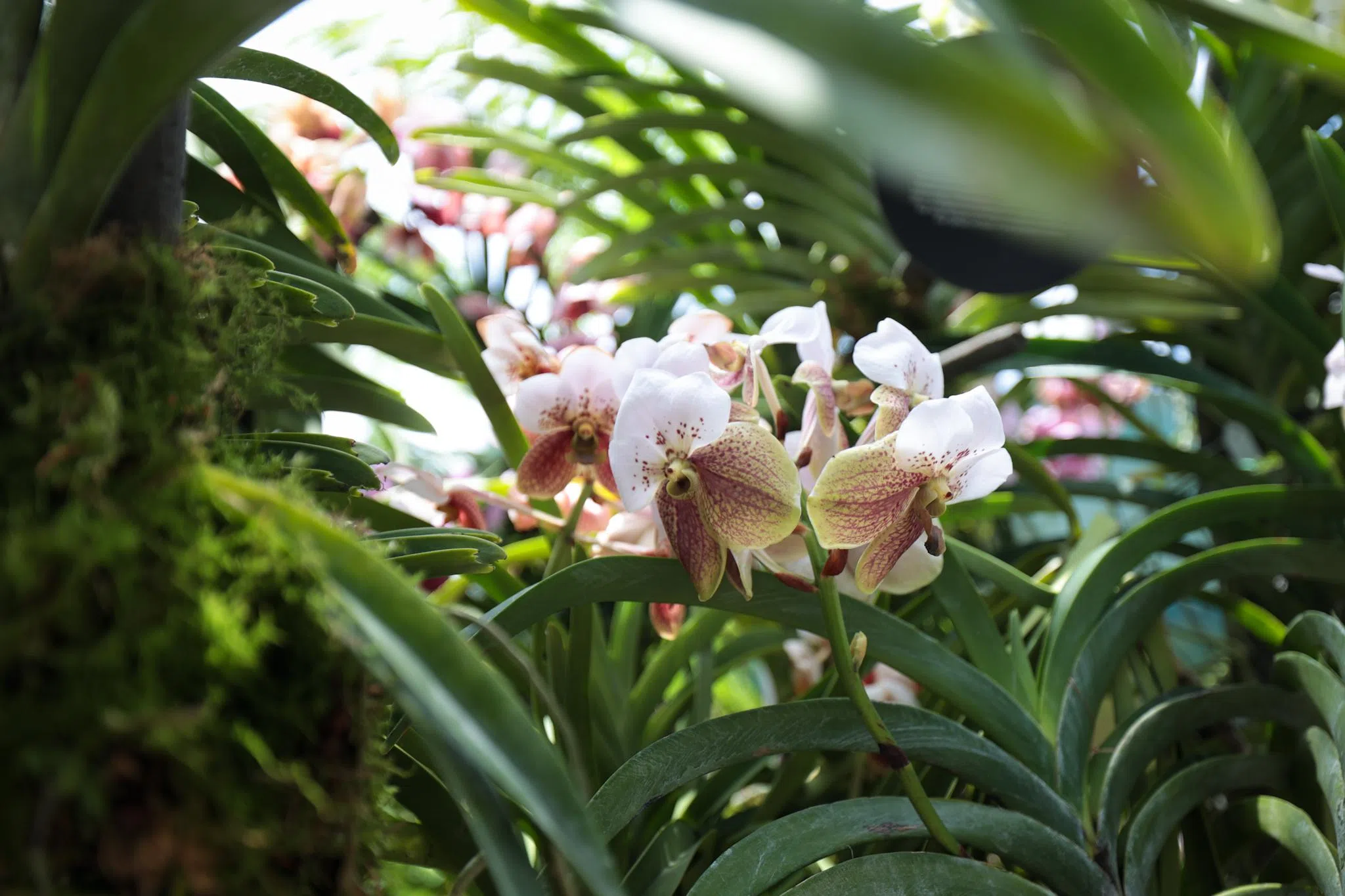 从9月16日至明年1月，40多种菲律宾胡姬花在滨海湾花园云雾林集中展示，图为被誉为“菲律宾胡姬花后”的桑德万代兰。（张俊杰摄）