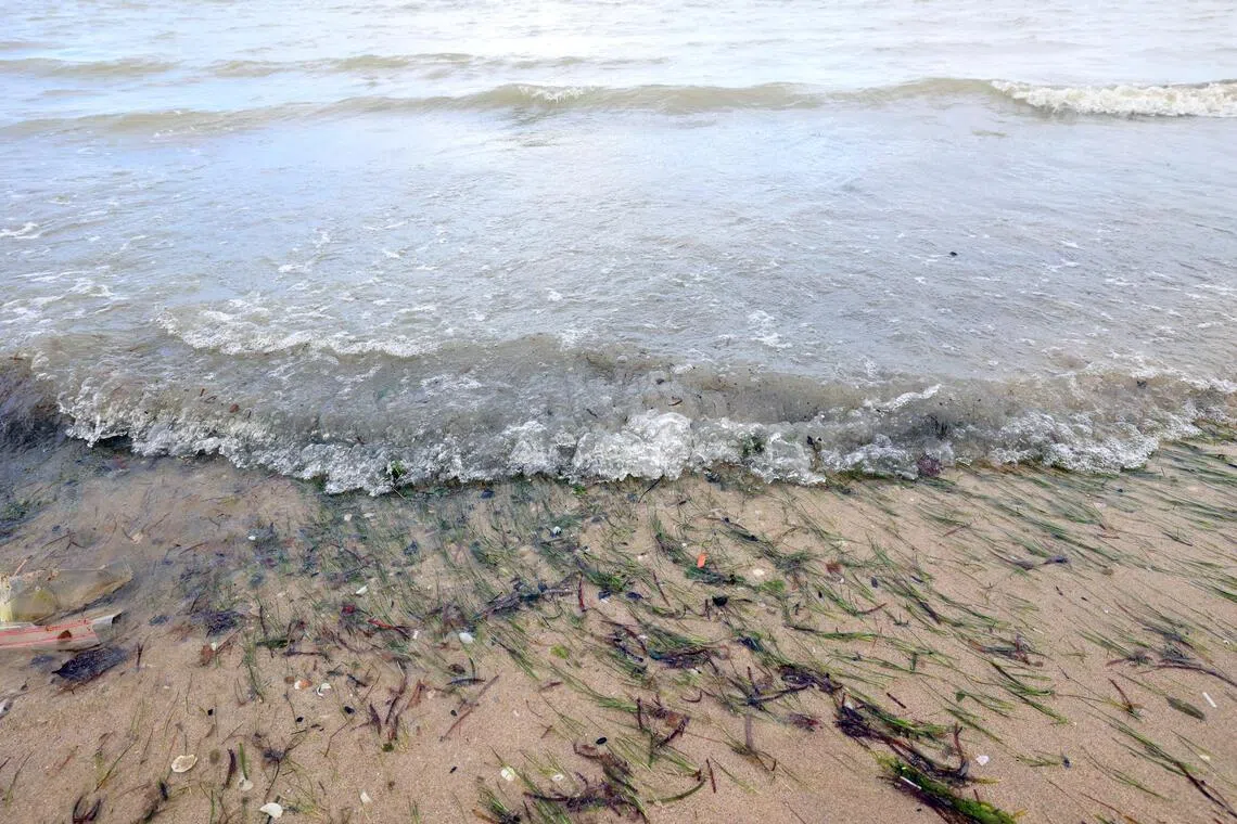 落潮时，人们可在樟宜海滩公园看见海草草甸。（邝启聪摄）