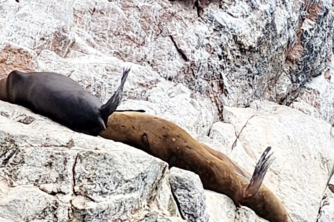 逗趣的海狮，不忘扬手欢迎远方的客人。 （蔡玉卿摄）