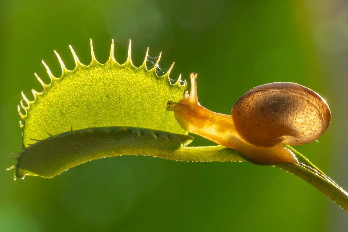 自然组IAAP金奖：蜗牛 7／张进隆（新加坡）（新加坡摄影学会提供）