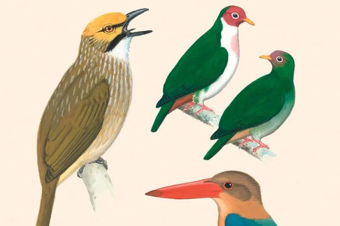 林金成、杨鼎立与林金泉合著、达娜·加德纳绘图的《新加坡鸟类田野指南》记录了新加坡422种鸟类图鉴与简述。（互联网）