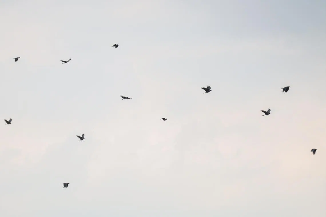 本地常见的家鸦是外来入侵物种，数量近年暴增，乌鸦袭击路人事件也随之上升。（李冠卫摄）