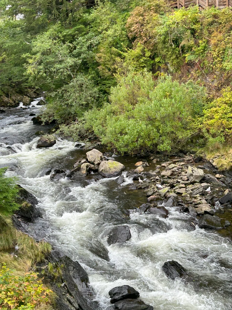 万千鲑鱼要从湍急河流逆流返乡，奇石怪岩险阻，过程艰辛。（黄佩卿摄）
