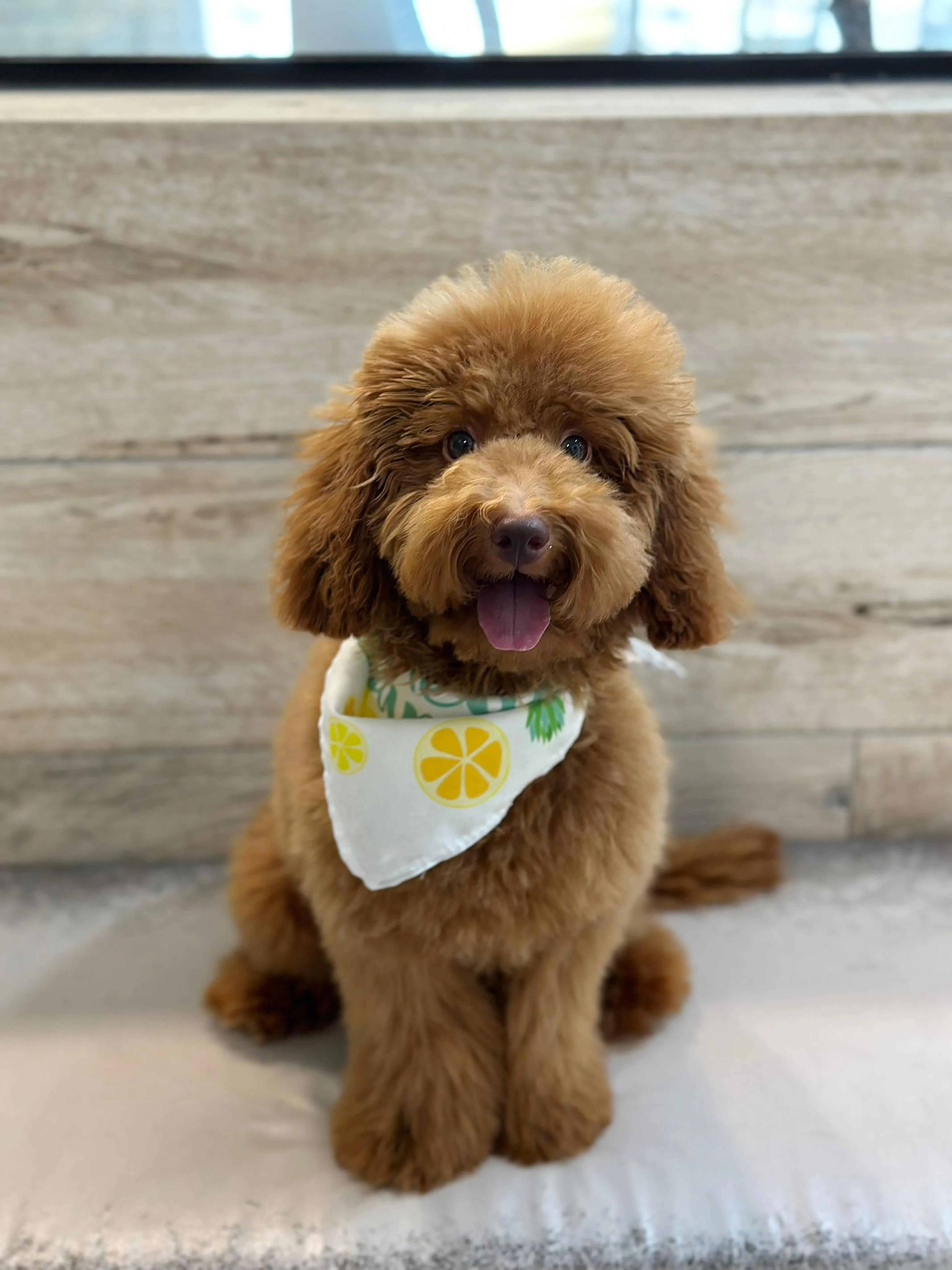 卡瓦普犬旺來（受访者提供）