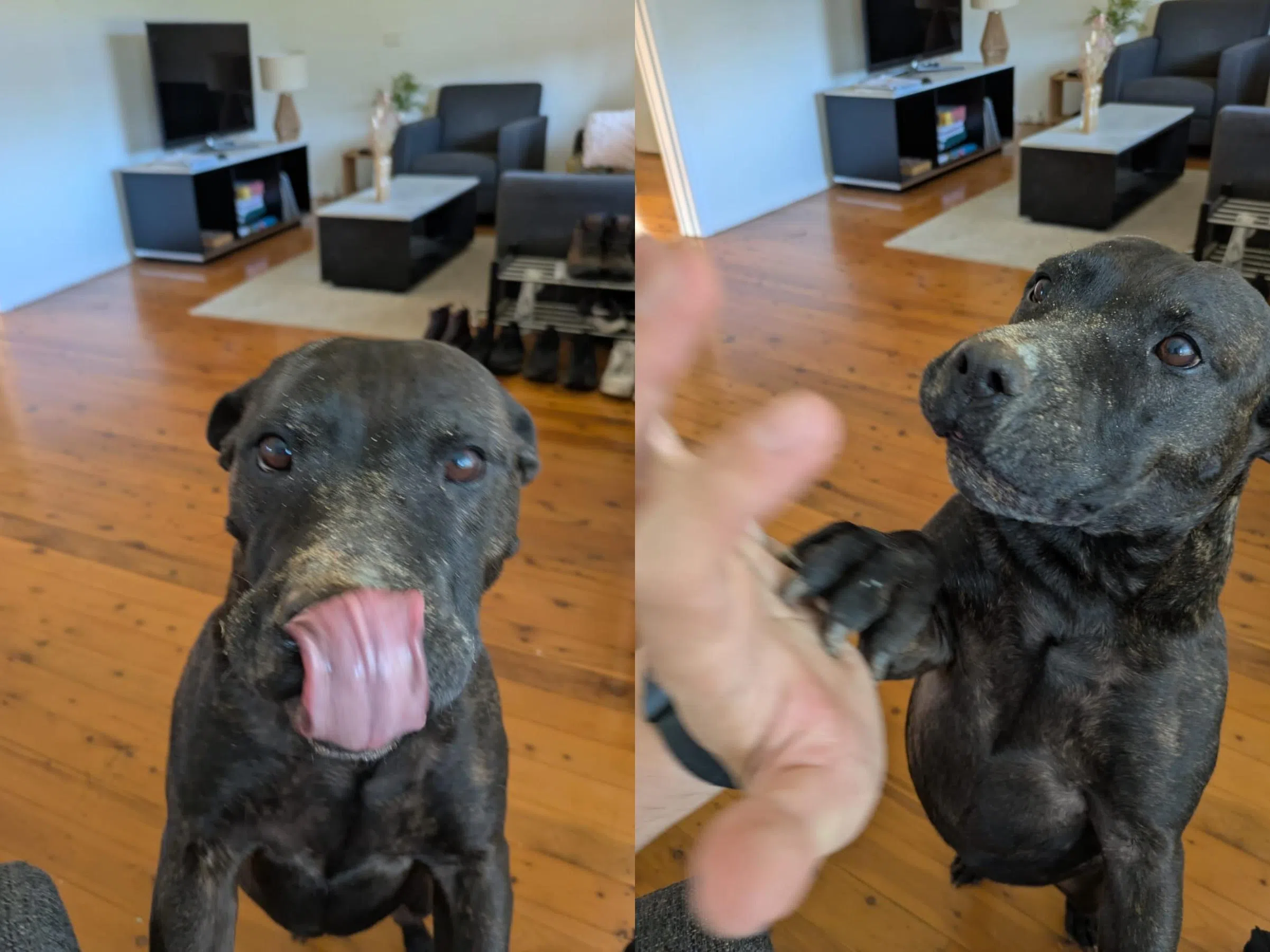 康宁汉4月10日在社媒更新罗茜的近况：“这是罗茜把骨头埋好后，几张很得意的照片。”（取自康宁汉社媒X）