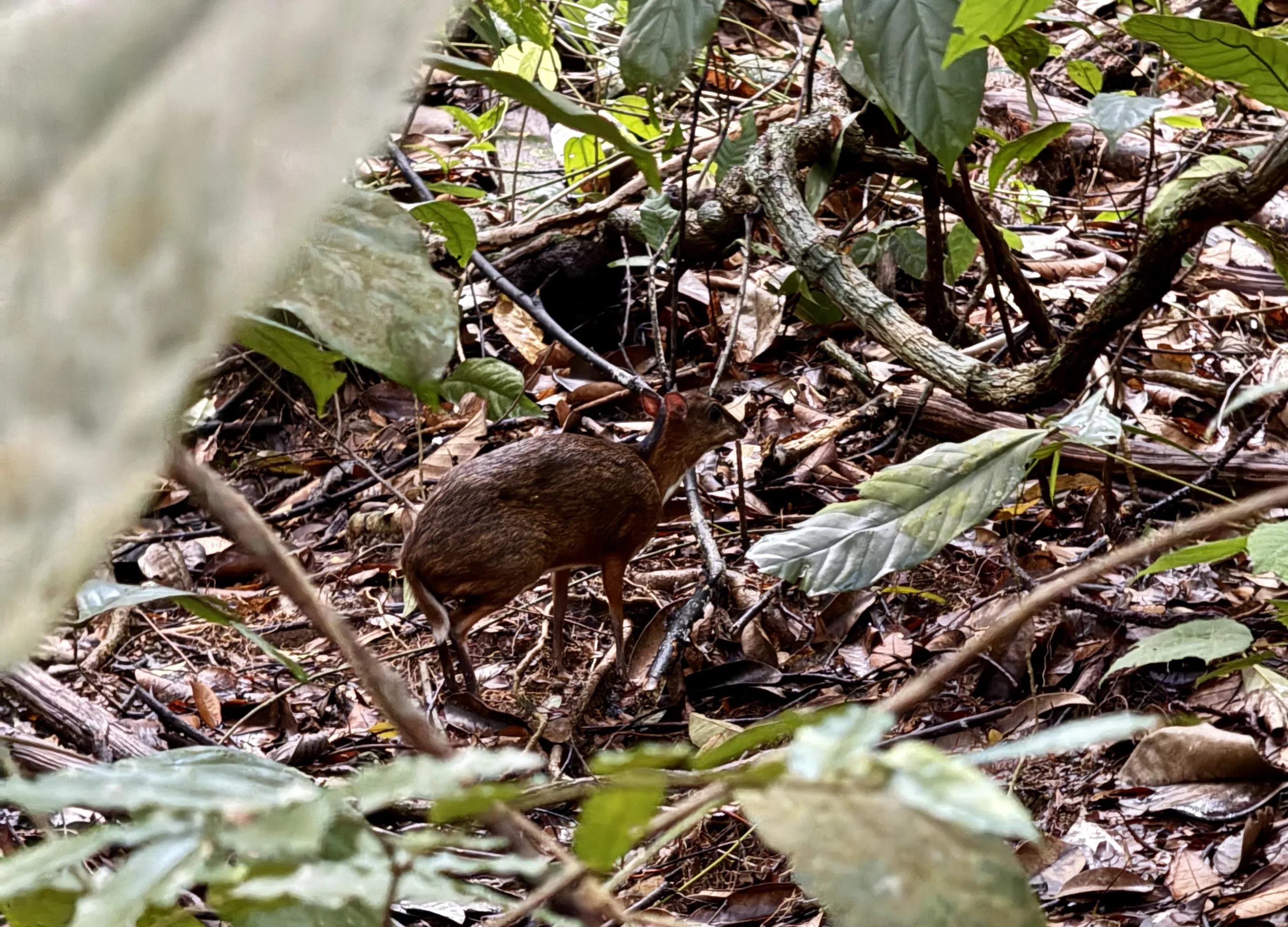 小鼷鹿毛色与环境相似，要发现它必须聚精会神观察。（陈宇昕摄）