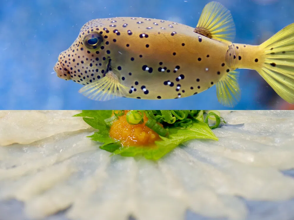 河豚含有剧毒，处理不当或导致食用者死亡。（Pixabay）