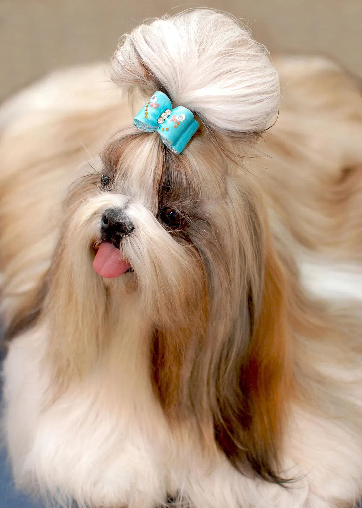 西施犬（互联网）