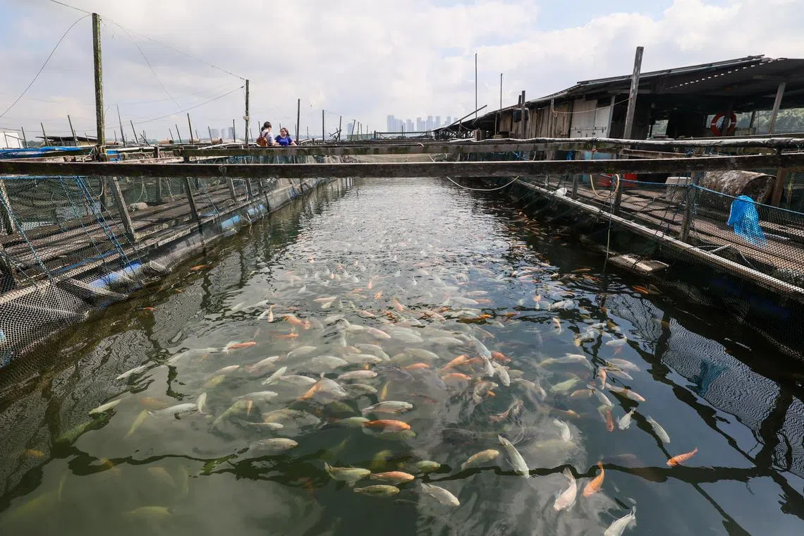 我国在2019年定下“30·30愿景”，争取到2030年将本地农业生产力提高到可满足国人30％的营养需求。新洲鱼（前称“新洲非鱼”）是一种以颗粒饲料喂养的本土海水罗非鱼，半年内能养至500克重。（档案照片）