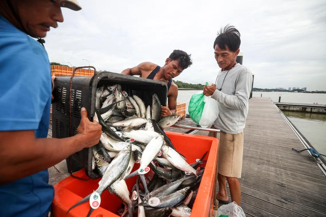 新鲜的鱼打上本地生产的标签，再送去超市销售。（关俊威摄）