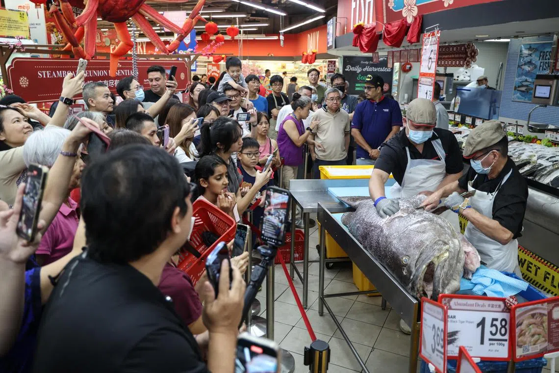 平价集团历来购入的最大野生石斑鱼星期六（1月18日）在实龙岗Nex商场平价霸级超市现场售卖，吸引了大批消费者围观。（关俊威摄）