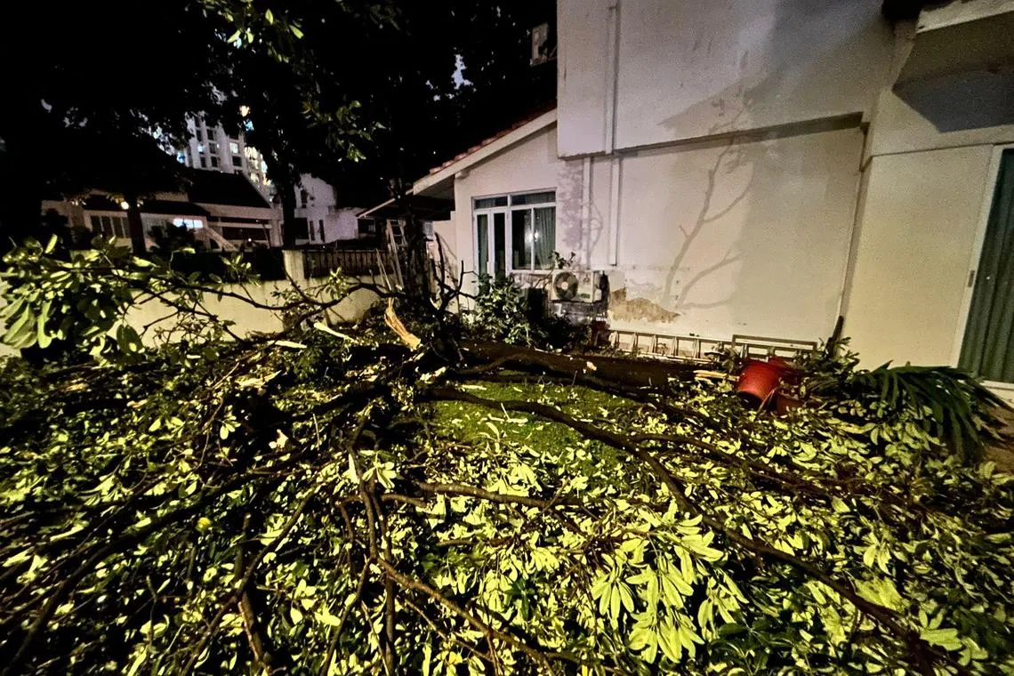 谢祖文提供的照片可见，后院已被树枝和树叶“填满”，十分凌乱。（受访者提供）