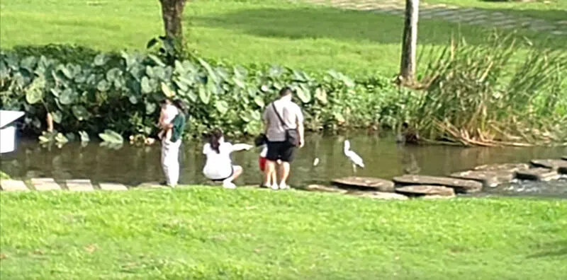 女子用手指向灰鹭，指示一旁的孩子扔面包投喂 。（视频画面截图）