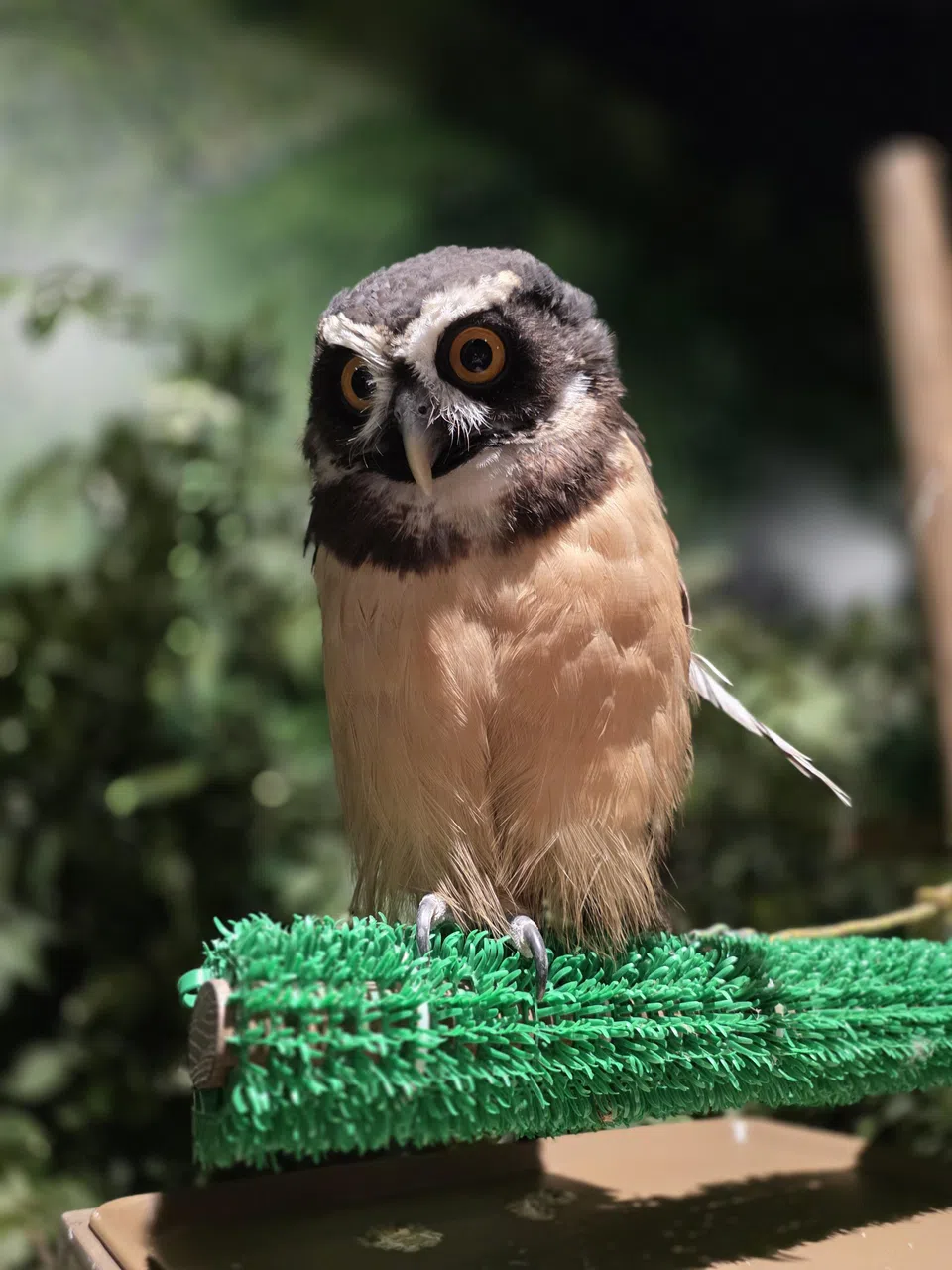 Z Fold7人像模式的背景虚化自然，有不错的景深效果。（黄少伟摄）