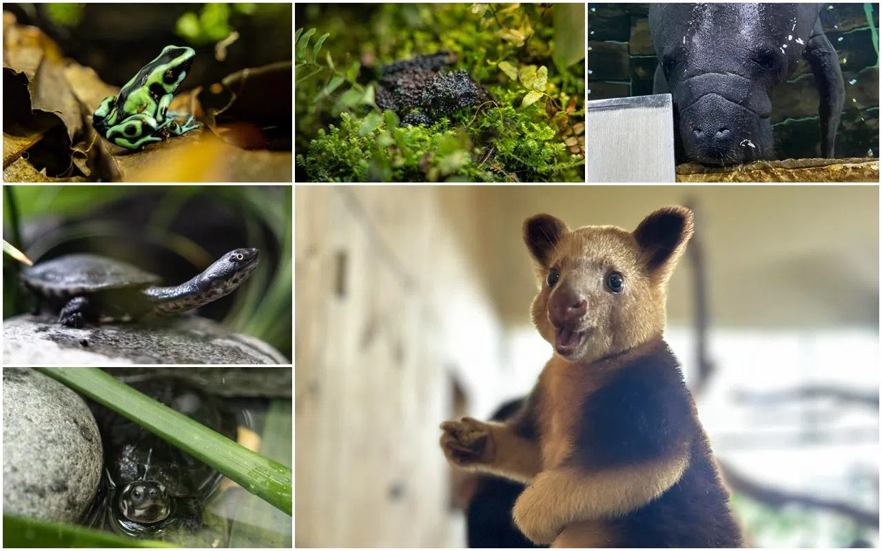 970个新生宝宝包括（左上角起，顺时针）：迷彩箭毒蛙（Green and Black Poison Dart Frog）、越南苔蛙（Vietnamese mossy frog）、西印度海牛（West Indian manatee）、古氏树袋鼠（Goodfellow’s tree kangaroo）“苏苏”、沼泽龟（Black marsh turtle）及罗蒂蛇颈龟（Roti snake-necked turtle）。（万态保育集团提供）
