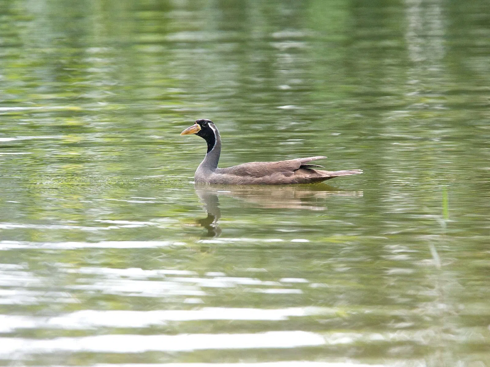 2002年林金泉在实里达上段蓄水池发现一只保育状态处于极危的亚洲鳍趾䴘（tī）（masked finfoot）。（林金泉摄）