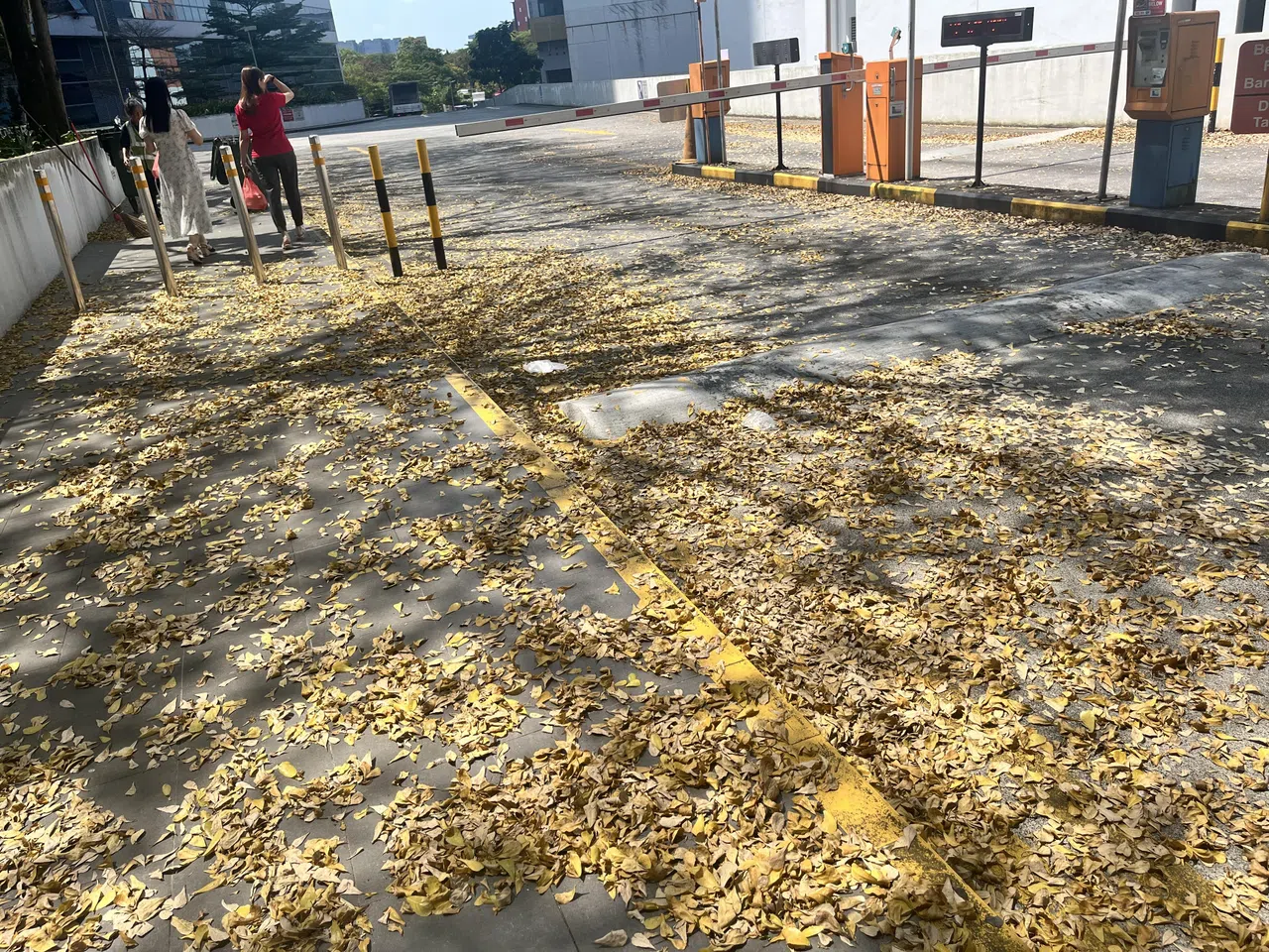 走去WCEGA Plaza时邂逅遍地落叶，这是不是热带岛国最接近秋天的样子？（陈映蓁摄）