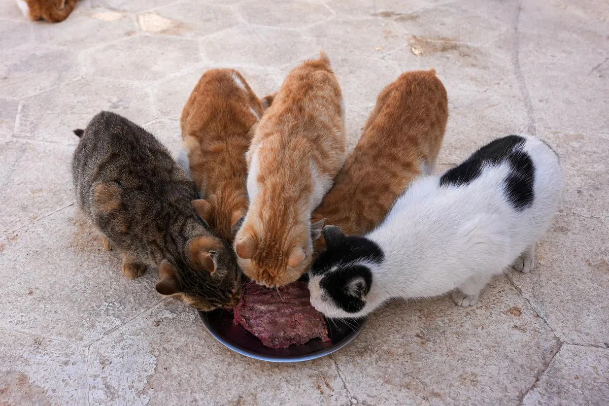 有意养猫者可先领养一只流浪猫，如果允许它在社区自由走动，就必须密切关注它的行踪，确保在特定时间内把它带回家。（法新社）