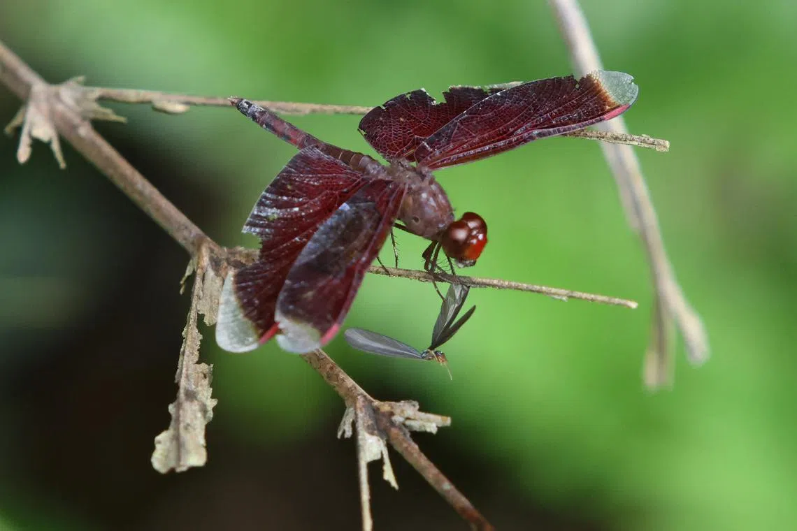 蜻蜓是指标性物种，它们出现，说明附近淡水生态健康。（梁麒麟摄）