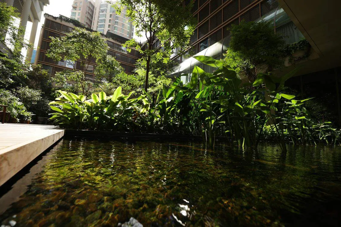 EDITION酒店用经过滤的雨水灌溉花园里的植物。（叶振忠摄）
