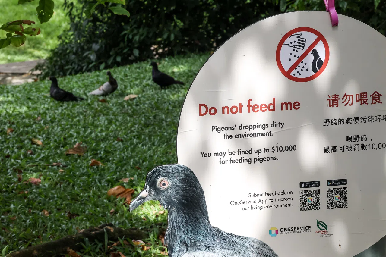 研究显示，减少野鸽的食物来源有助减少野鸽数量。（关俊威摄）