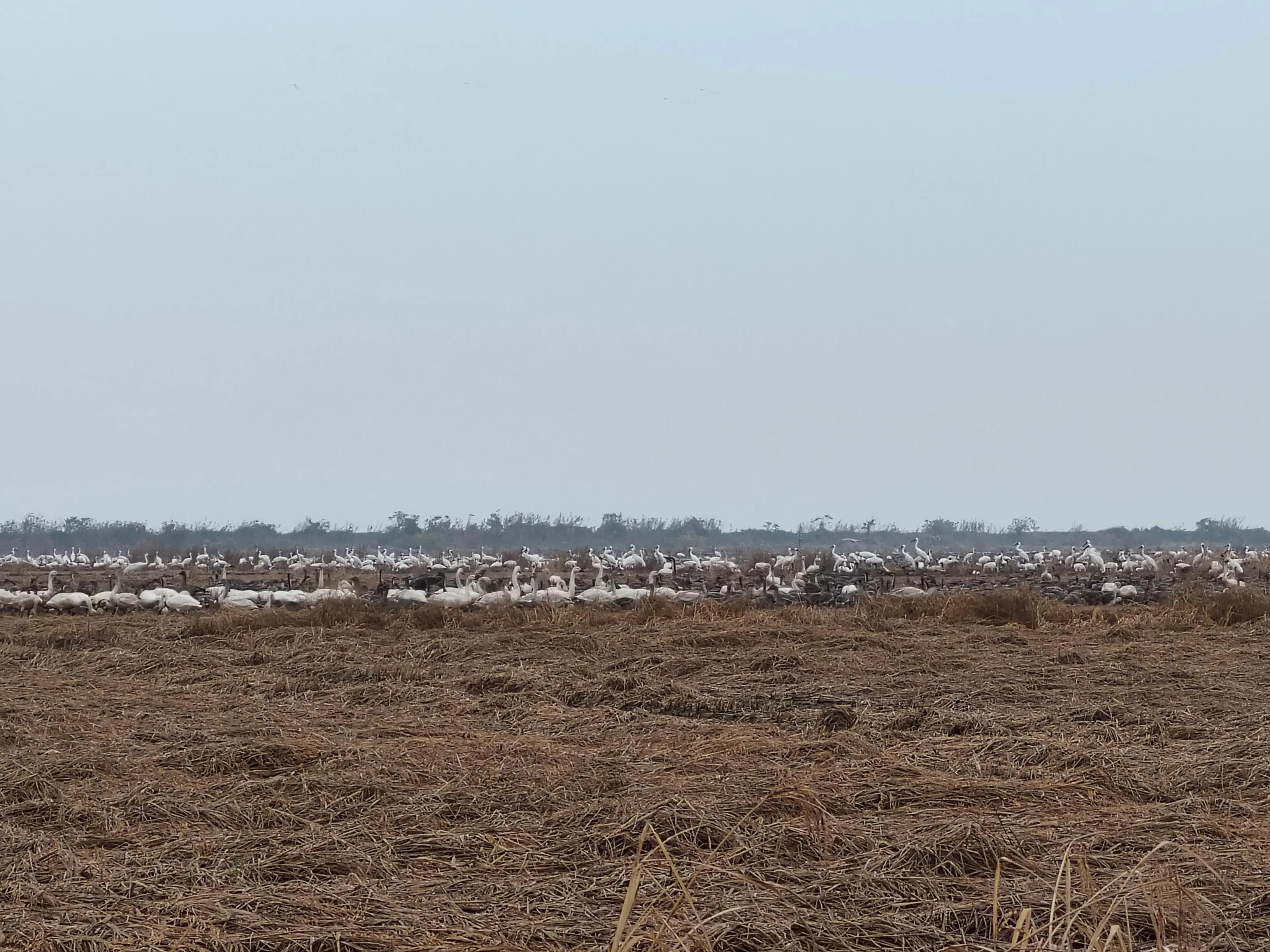 中国鄱阳湖出现数千只候鸟。（受访者提供）