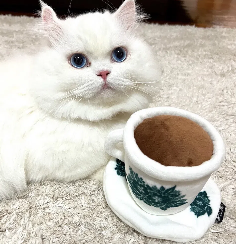 喵星人也有份儿哦。（Nom提供）