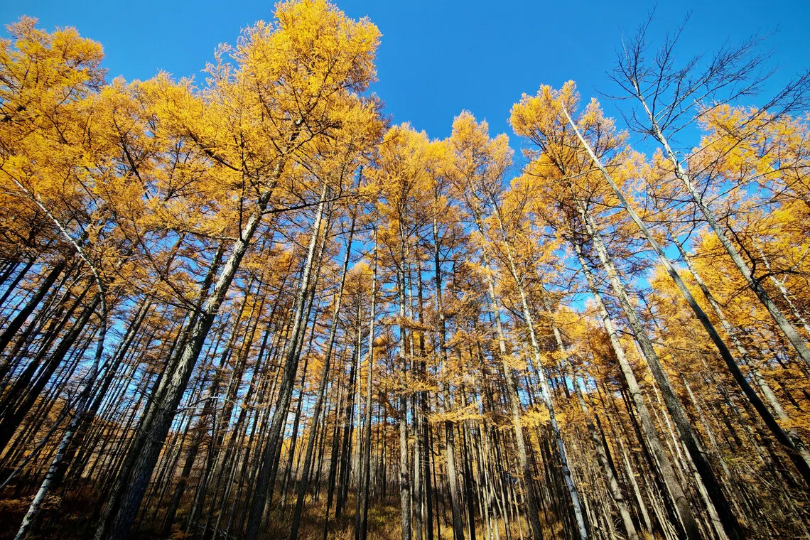 金色林海。（吴伟承摄）
