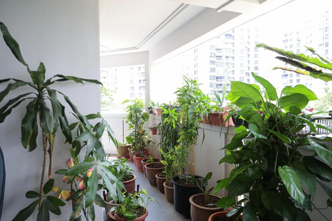 受访邻居说，嫌凶乐于助人，平日会主动打理五楼走廊的花花草草。（李冠卫摄）