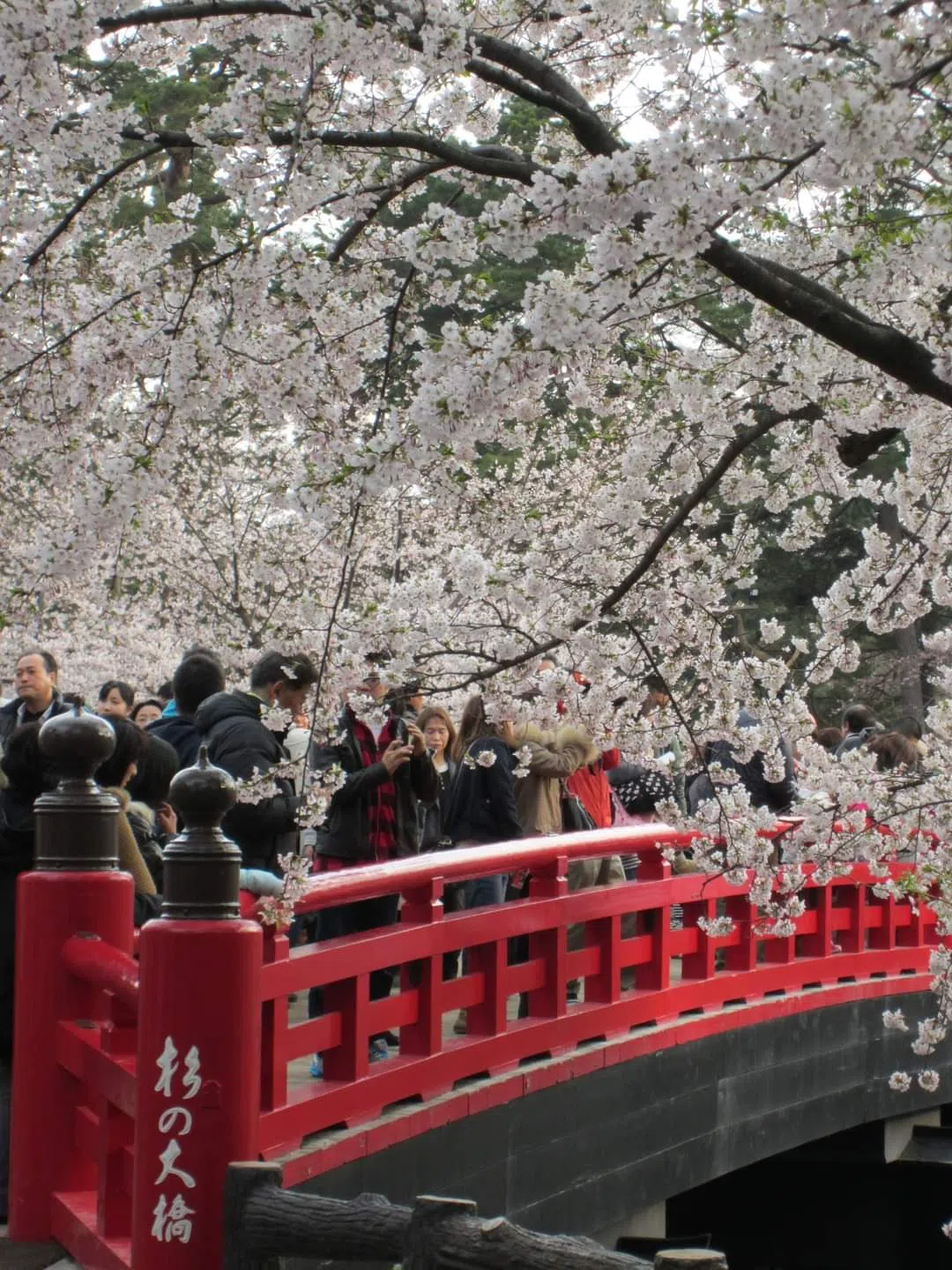 日本的樱花开得灿烂。（梁丽庭提供）