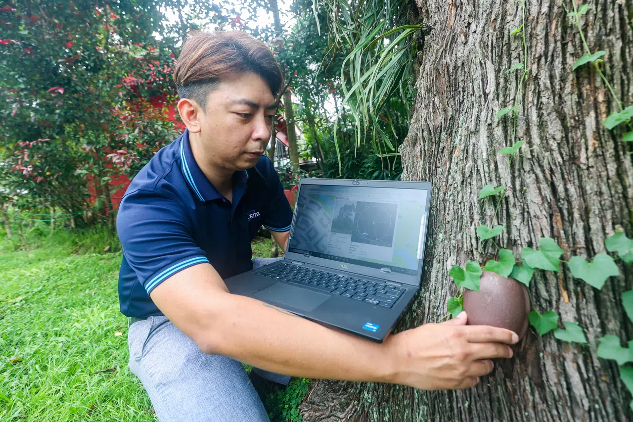 树木倾斜监测系统是以非入侵方式安装的，利用特制支架，在不影响树木的情况下，把系统固定在树干上。图为STYL销售经理林志彊。（陈斌勤摄）