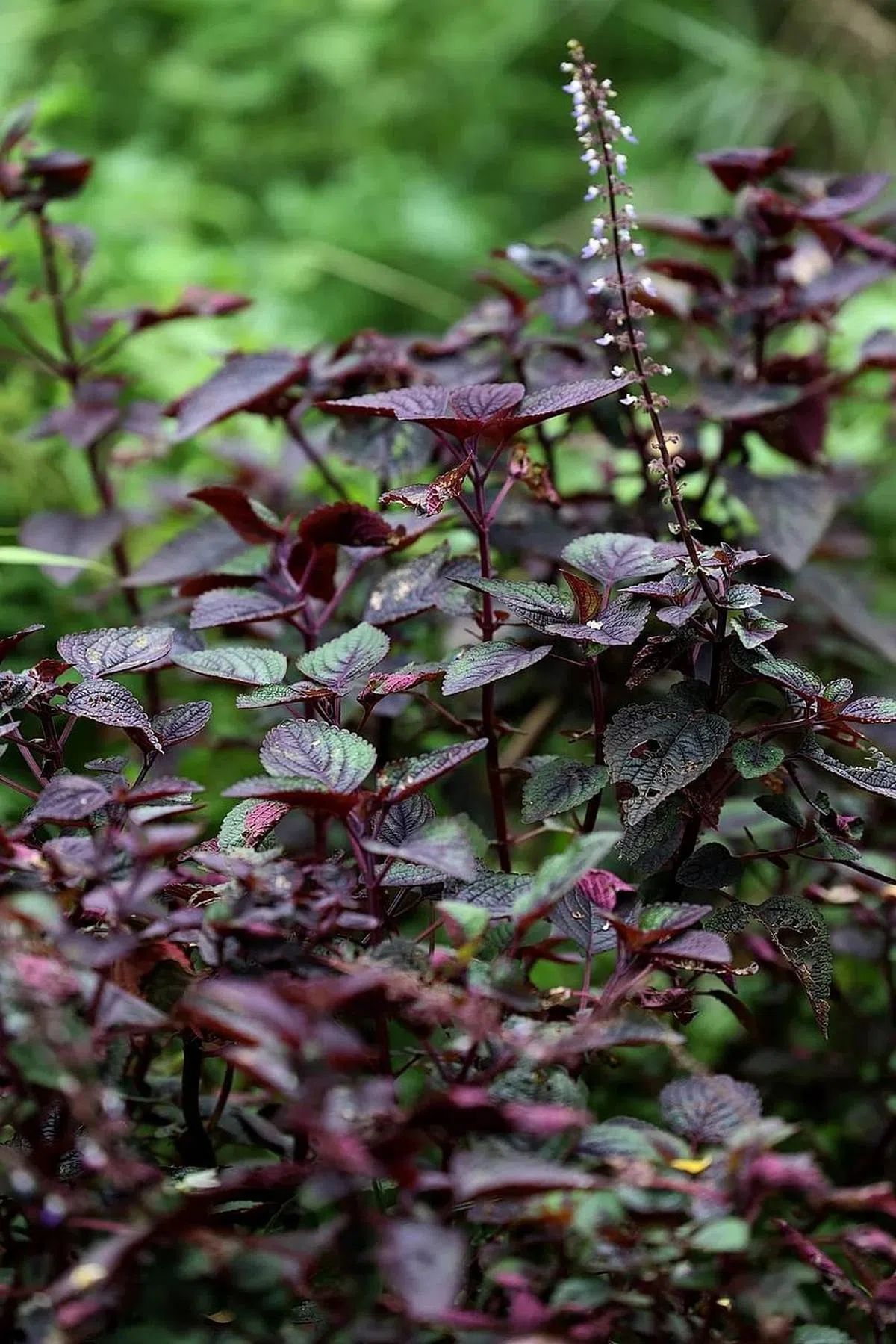 绿圈生态菜园种植超过120种可食植物，还有不少不适合食用，但对授粉昆虫有益的植物，例如洋紫苏。（龙国雄摄）