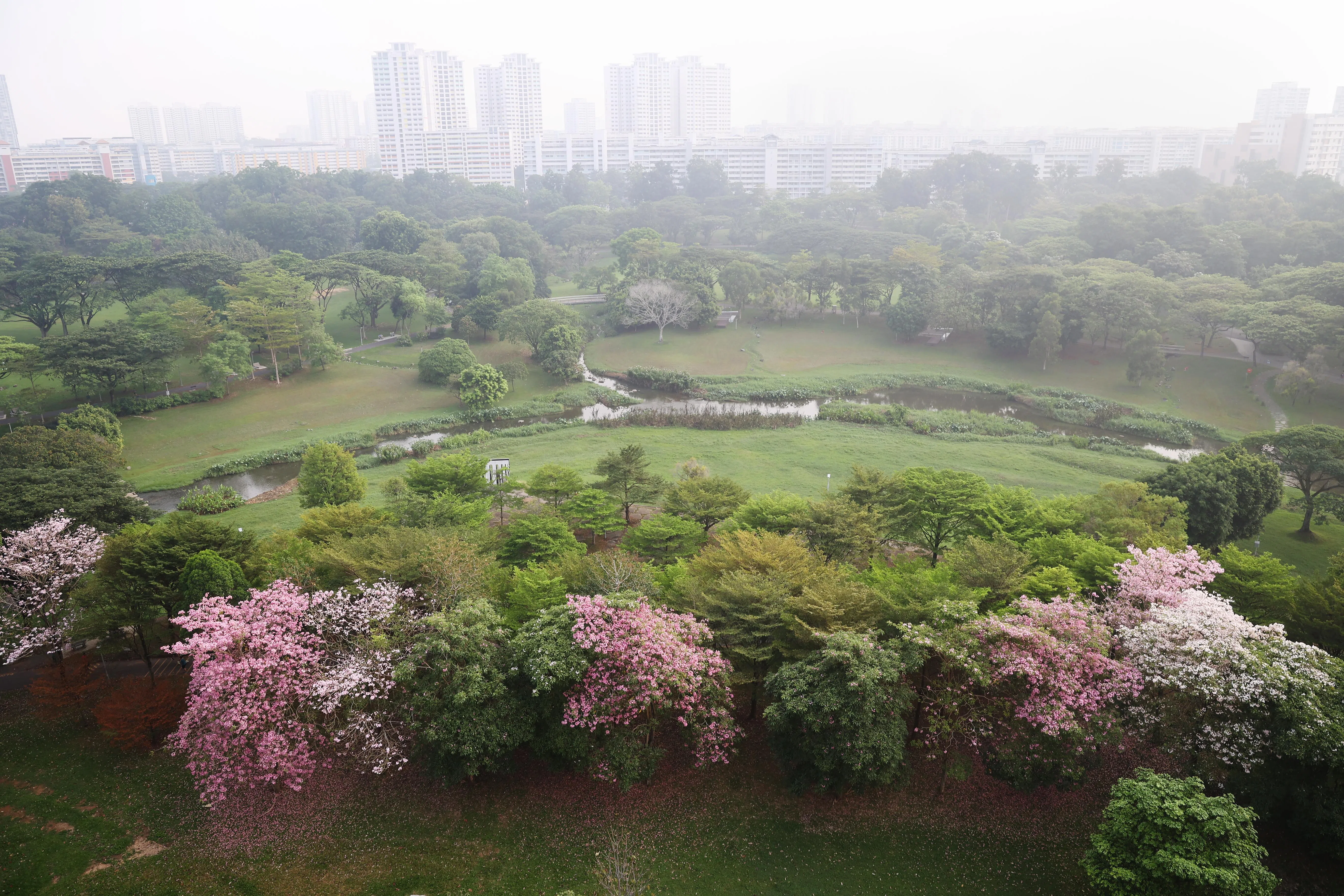 9月30日，任凭天际线的高耸楼宇受烟霾笼罩，碧山公园的粉花风铃木仍傲然盛开，独领风骚。（蔡家增摄）