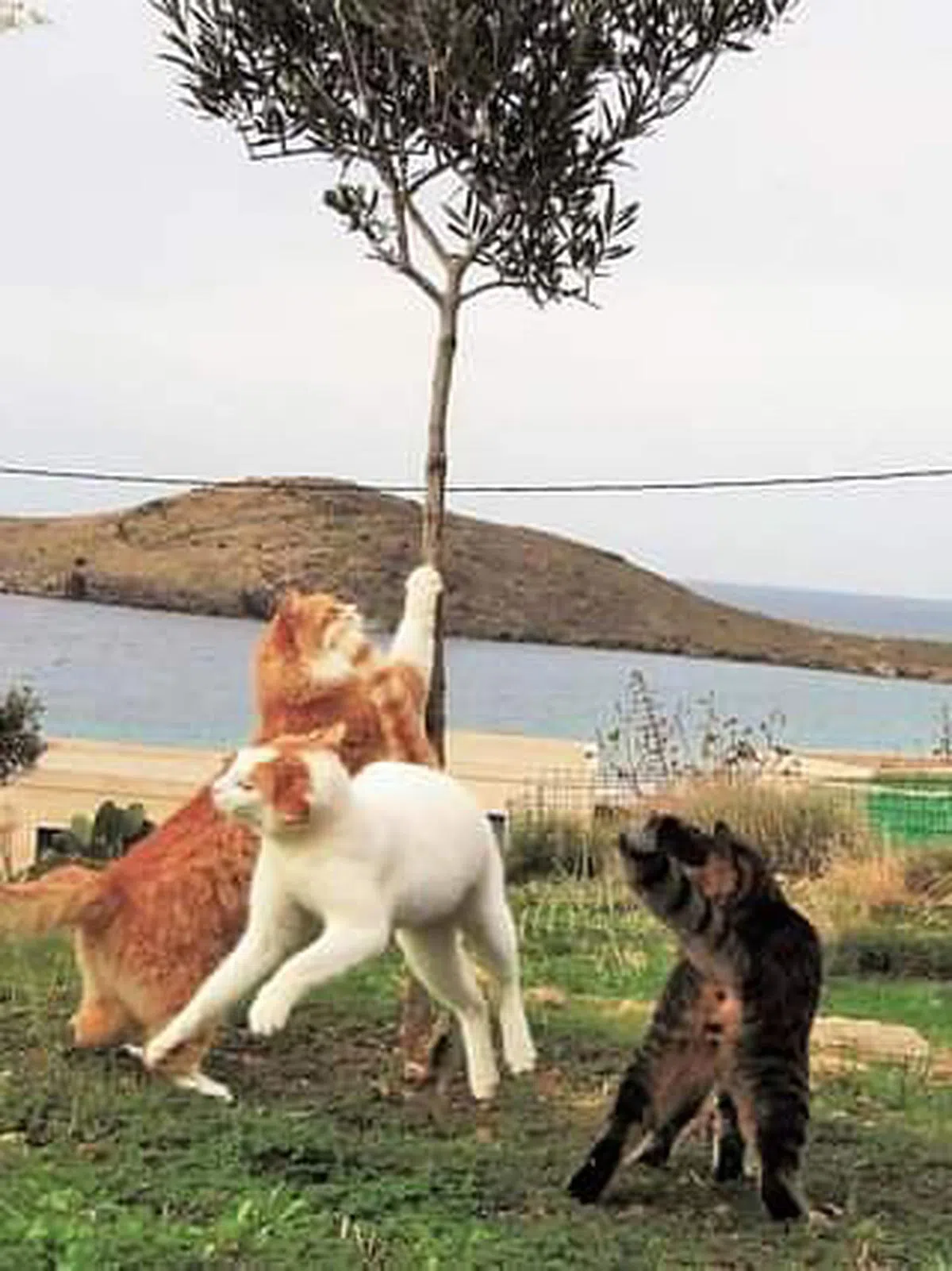 员工每天的工作就是照顾一群猫咪（图/God's Little People Cat Rescue面簿）。 