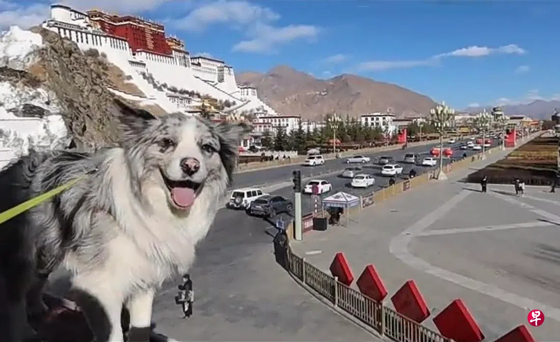 边境牧羊犬“锄头”跟随主人郭先生自驾多年，今年5月在河南农村被一对年轻夫妻偷走后，后卖给狗肉馆宰杀。 （视频截图）