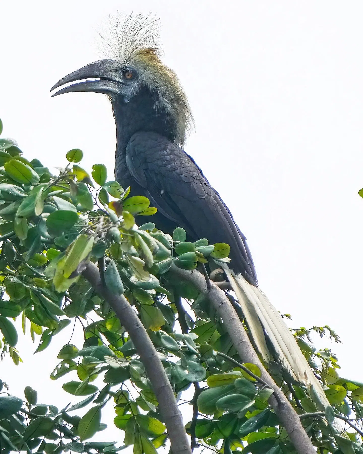 周德发在乌敏岛拍摄到的白冠犀鸟。（取自脸书）