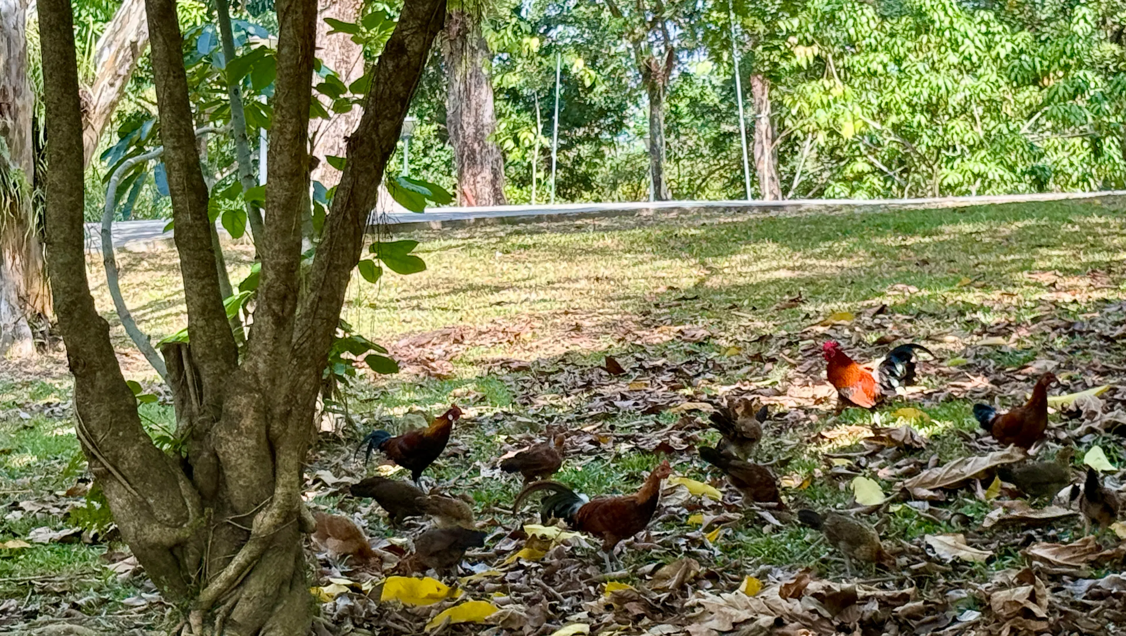 三巴旺公园里，野鸡成群，自得其乐。（陈映蓁摄）