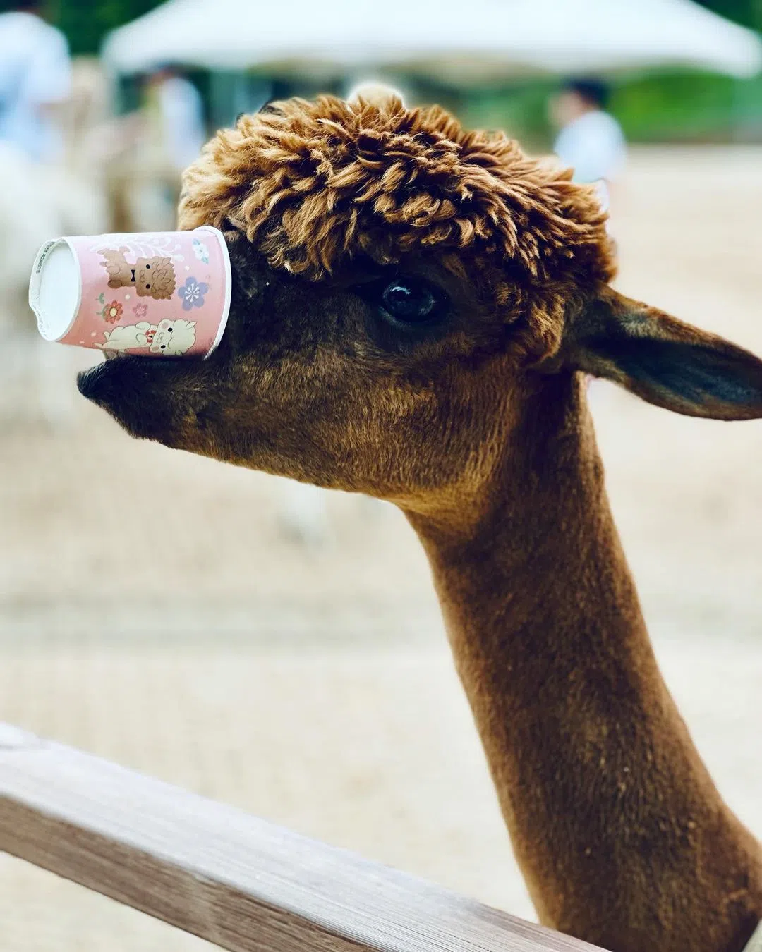林俊杰拍下羊驼咬杯的逗趣照。（取自instagram / @jjlin）