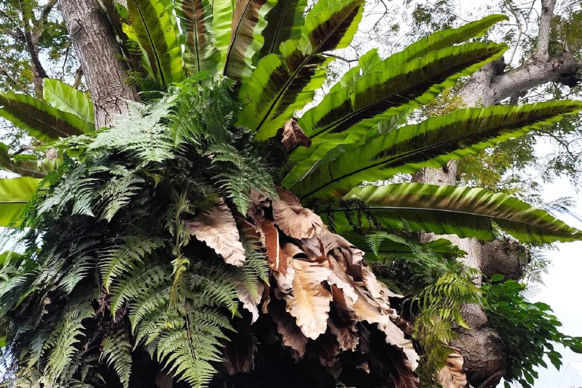 鸟巢蕨与其他附生植物形成良好的生态。（作者提供）