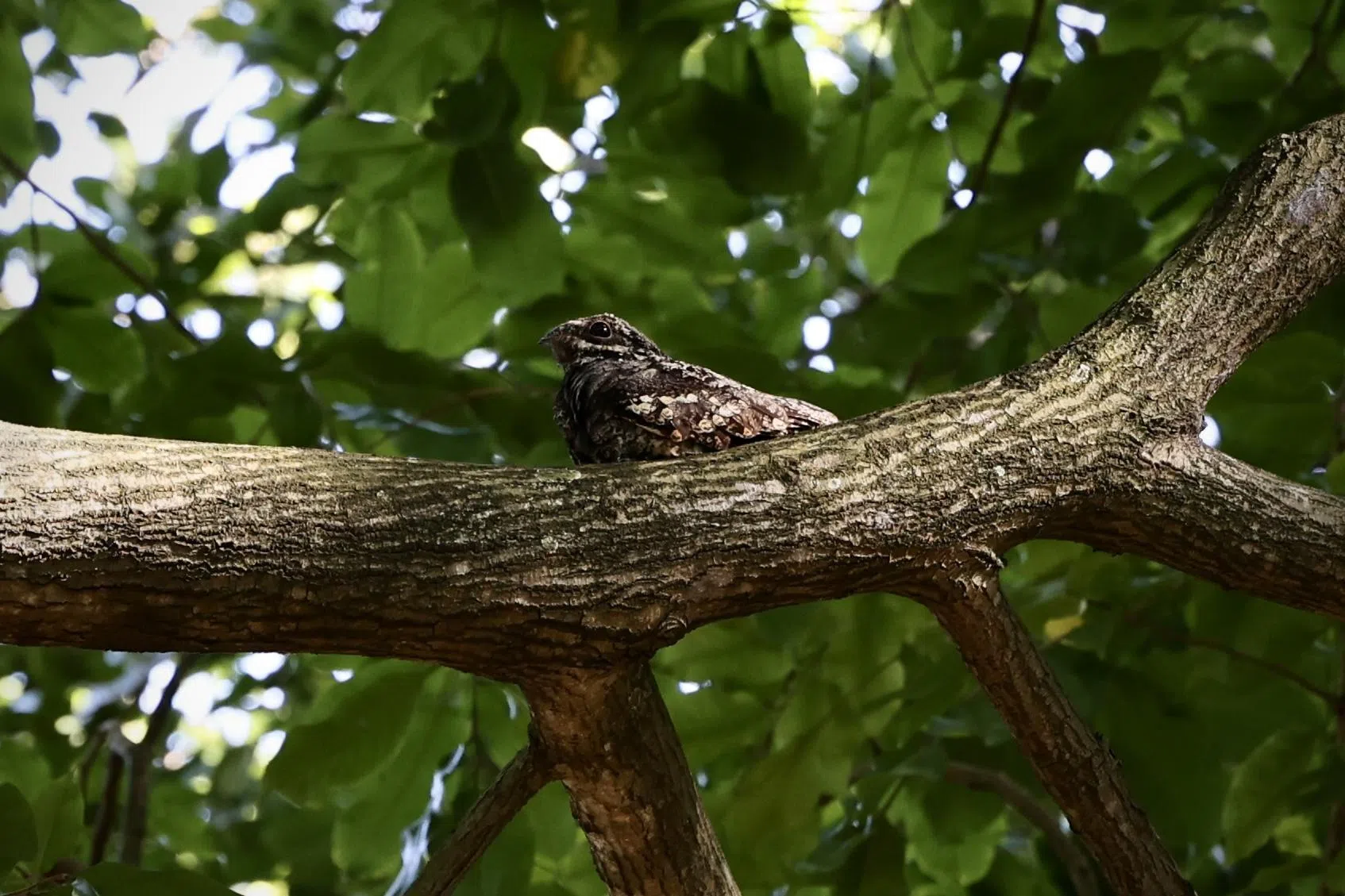 在福康宁公园一棵大树上发现一只鲜少出现在新加坡的候鸟普通夜鹰（grey nightjar）。（龙国雄摄）