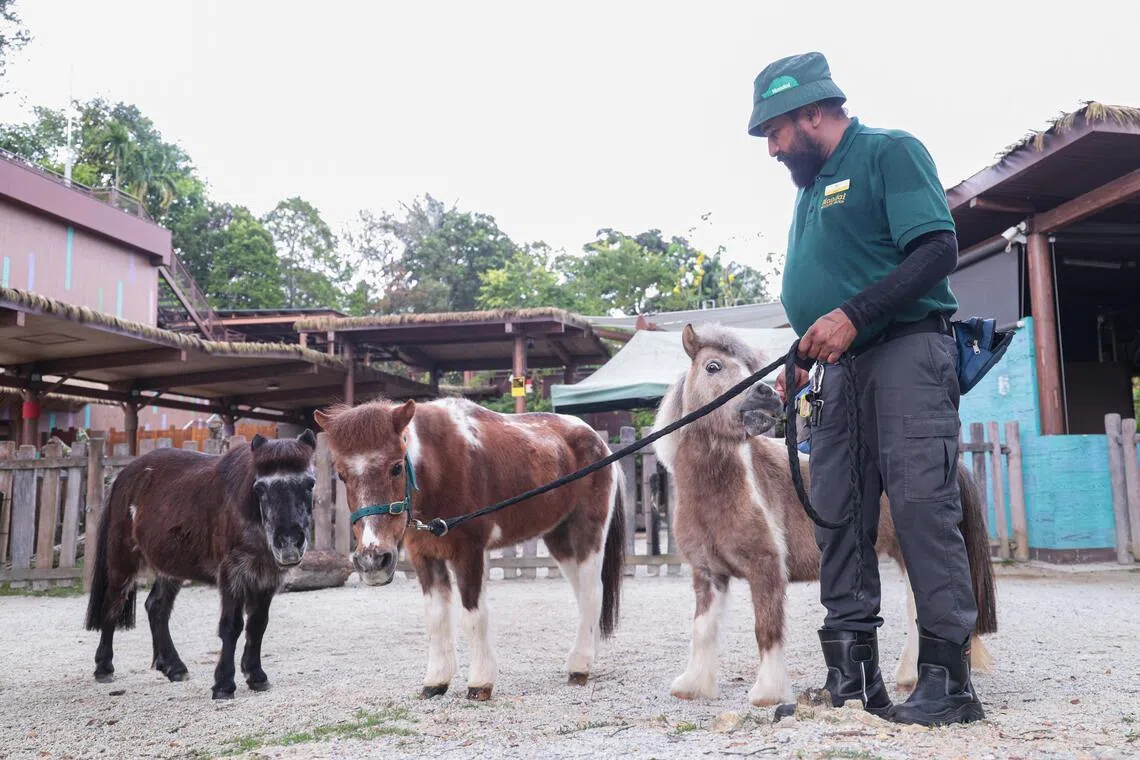 动物园的儿童世界有世上最小的马种—迷你马，可在饲养员陪同下与访客近距离互动拍照。（李冠卫摄）