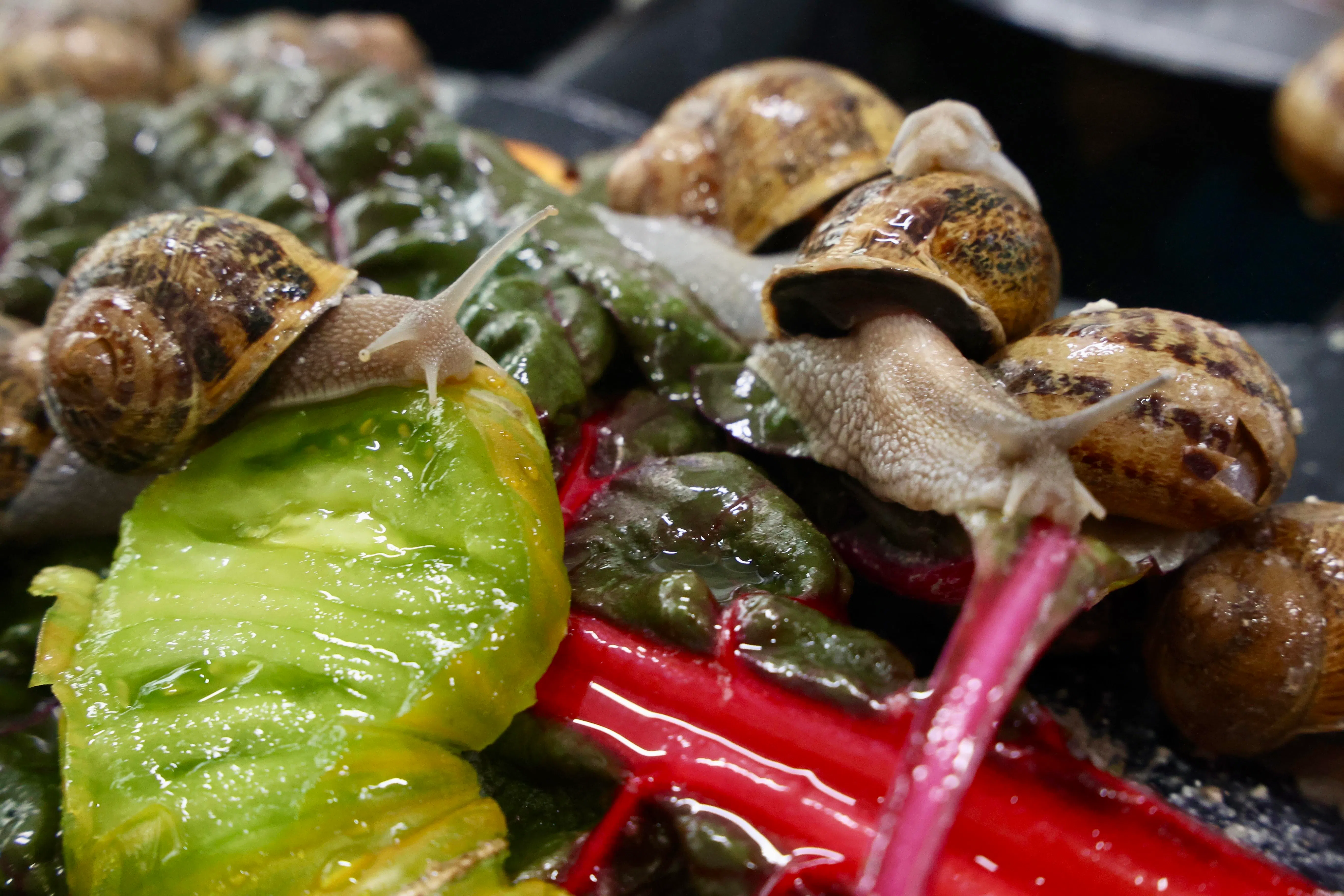 本地蔬菜农场的不合格产品可成为蜗牛的食物，让废料变成营养来源。（邝启聪摄）