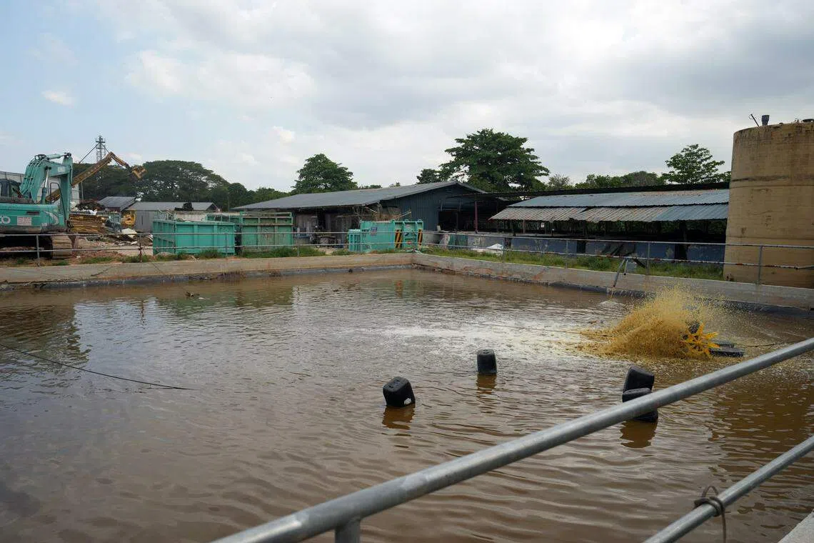 马琼就说，农场收集到的绝大部分污水，会在去氨处理后在农场里循环使用。（谢智扬摄）