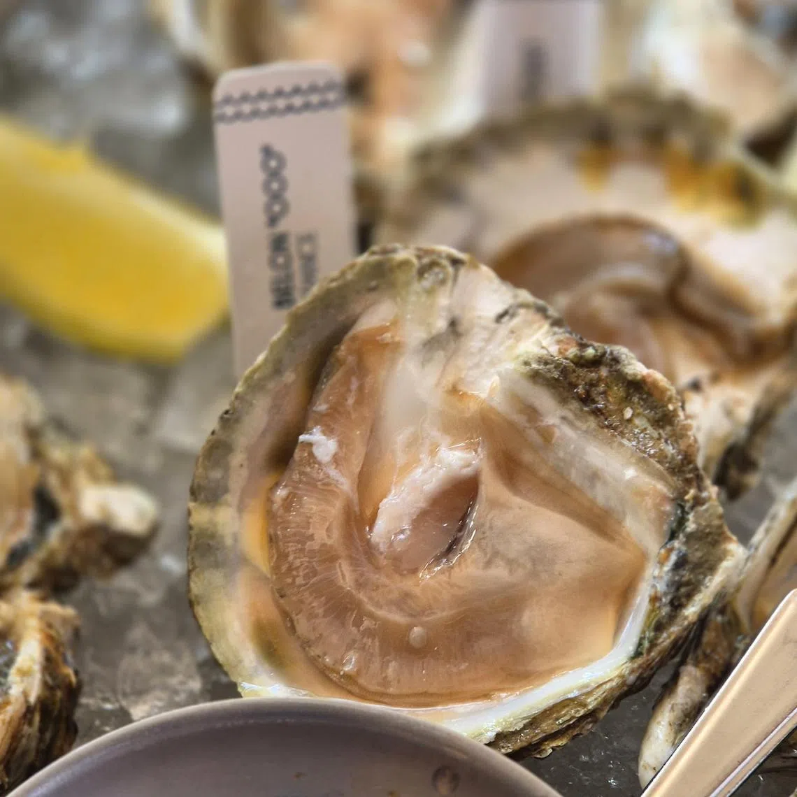 来自法国的“BELON OOO”是少见的圆壳生蚝。（陈爱薇摄）