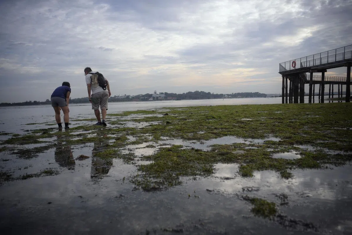 乌敏岛的潮间带让人顿时觉得置身于国外。（档案照片）