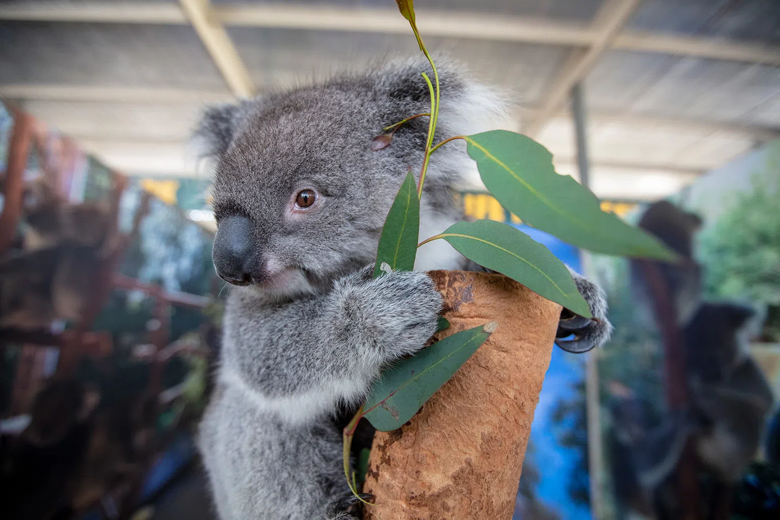 慵懒可爱的树熊是澳洲的代表性动物，憨态可掬的外形备受小朋友青睐。（图/澳大利亚旅游局提供）