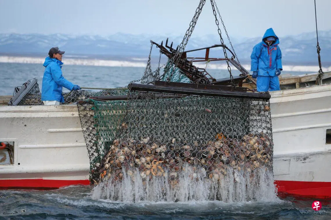日本扇贝被中国封关因祸得福扩大欧美东南亚市场| 联合早报