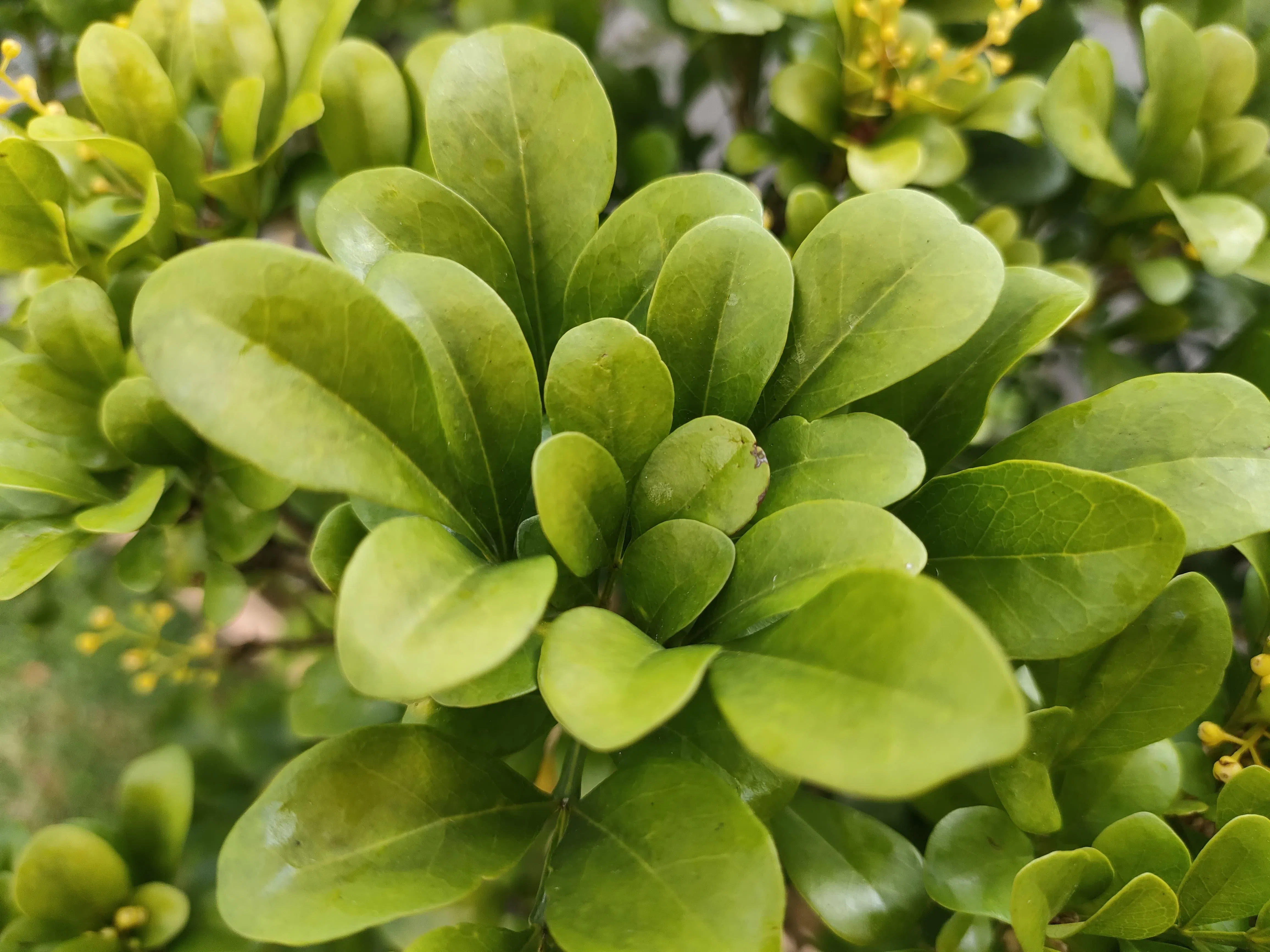 喷洒了豆渣生长促进剂的植物叶片，不会有黑斑和断裂，生长得更茂盛。（共和理工学院提供）