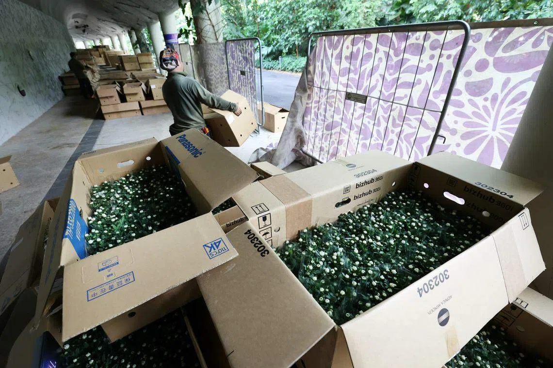 超过10万盆花卉植物中包含了七种菊花和一些其他植物。（何家俊摄）