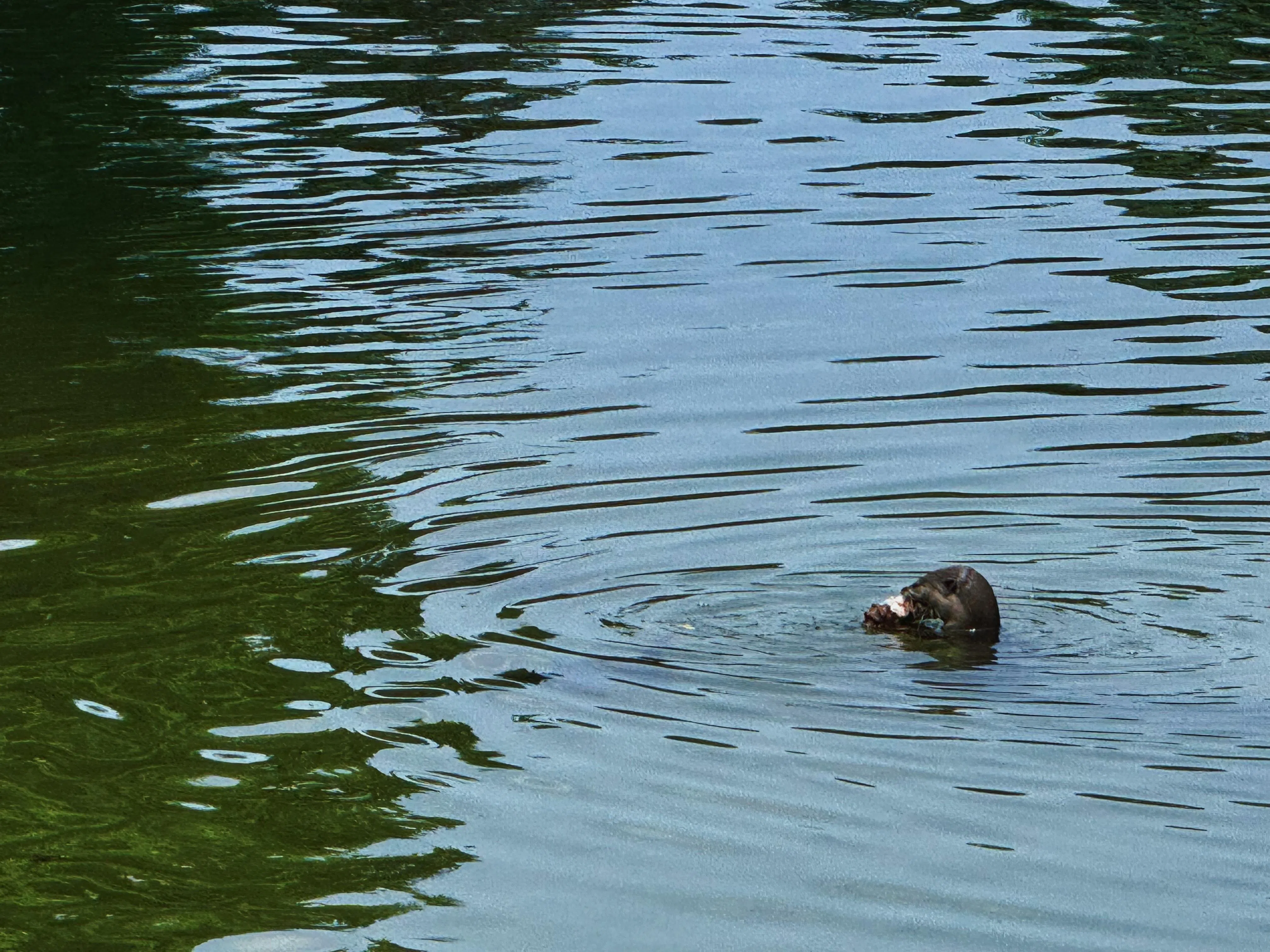 采访当天有水獭在南大湖里吃鱼。（蔡玮谦摄）
